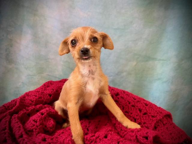 BELEN, Adoptable, Puppy Female Chihuahua.