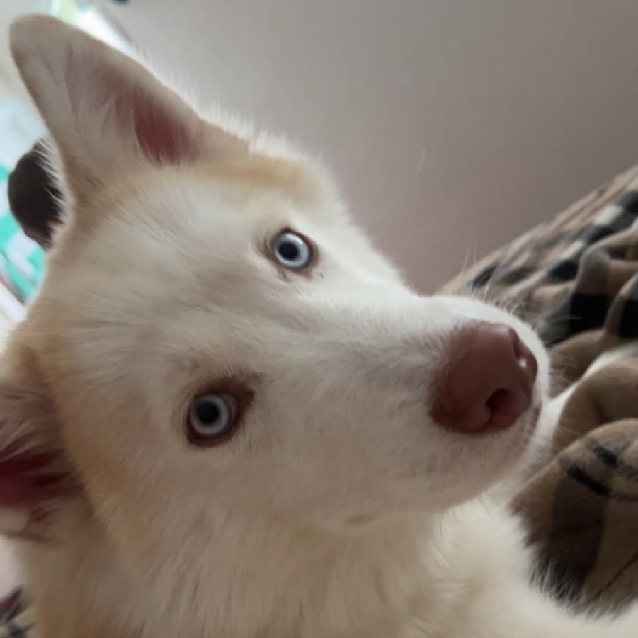 Boone (needs foster by June 30!), Young Male Pomeranian