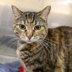 Lux, Adoptable, Adult Female Domestic Short Hair.