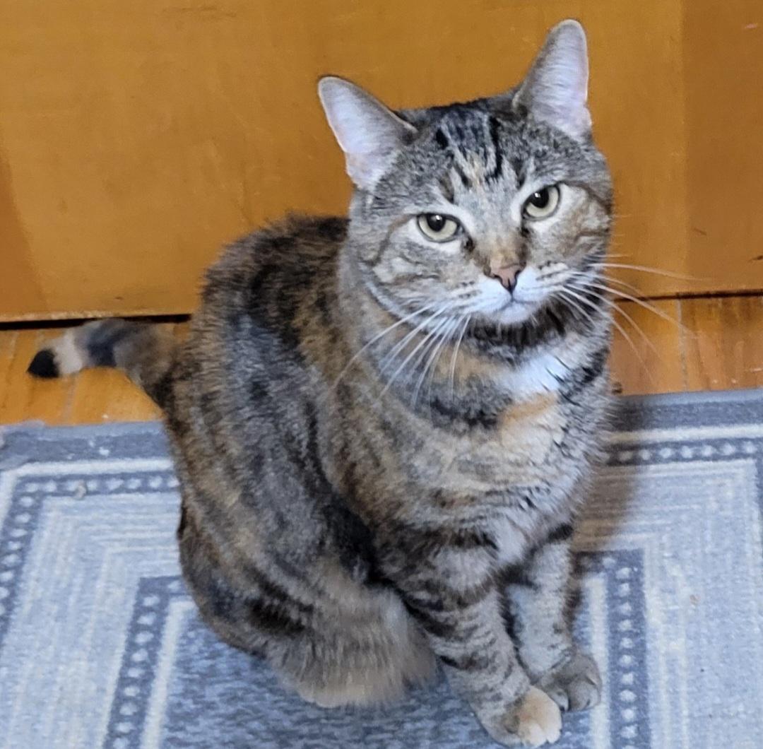 Enlarge Lux, a Adoptable Domestic Short Hair in Stoughton, WI image 2/4
