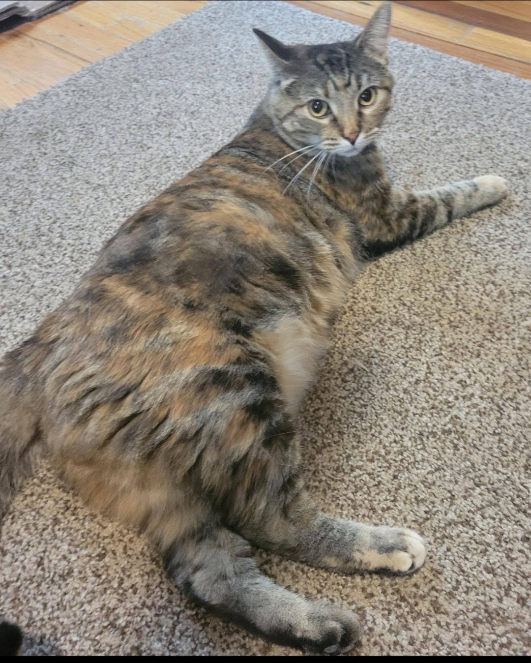 Enlarge Lux, a Adoptable Domestic Short Hair in Stoughton, WI image 3/4