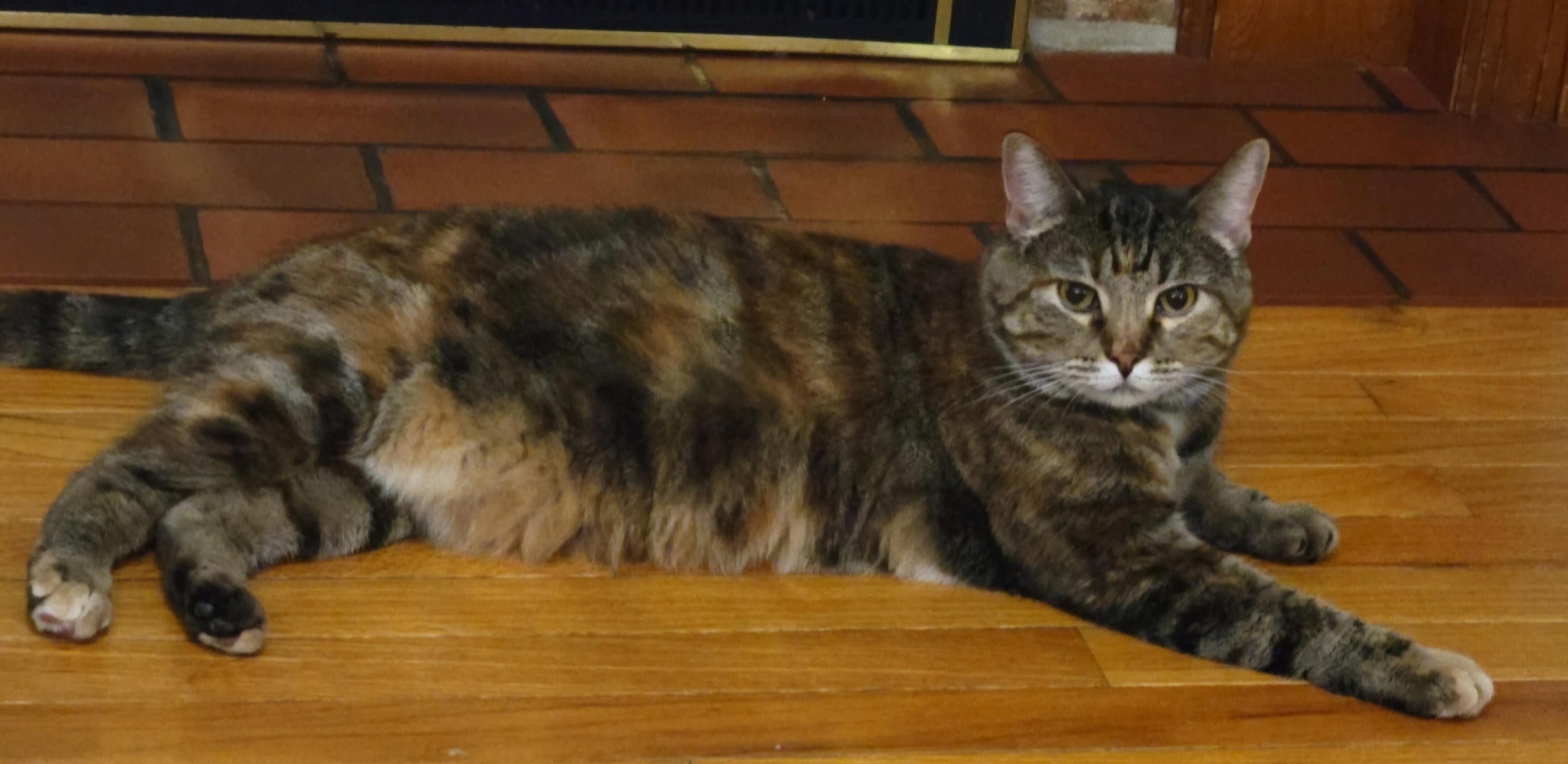 Enlarge Lux, a Adoptable Domestic Short Hair in Stoughton, WI image 4/4