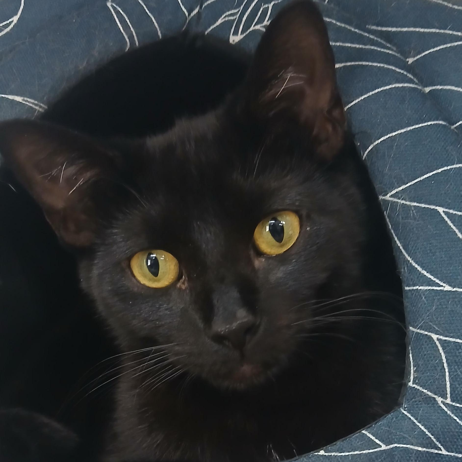 Diego, Adoptable, Young Male Domestic Short Hair.