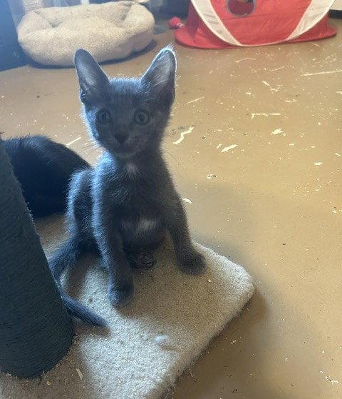 Enlarge Mark, a Adoptable Domestic Short Hair in Orlando, FL image 1/3