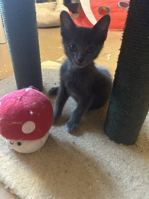Enlarge Mark, a Adoptable Domestic Short Hair in Orlando, FL image 2/3