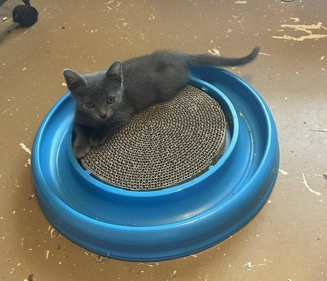 Enlarge Mark, a Adoptable Domestic Short Hair in Orlando, FL image 3/3