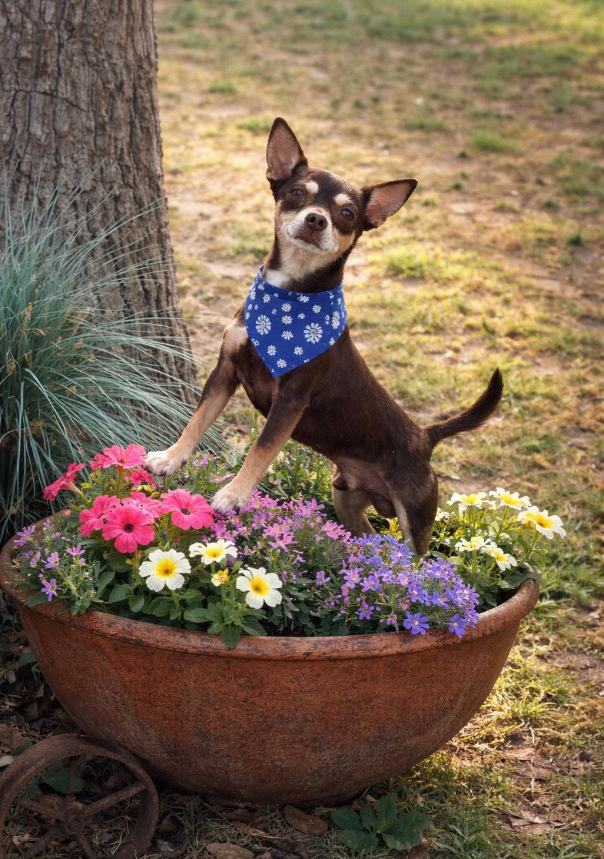 Niko, a Adopted Chihuahua in Euless, TX image 1/3