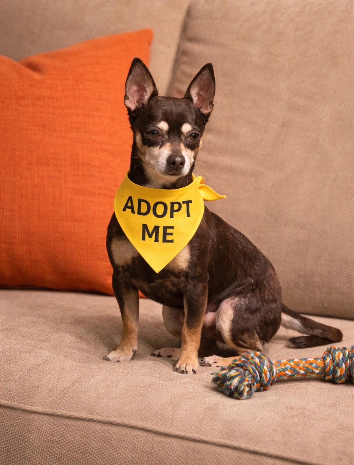Niko, a Adopted Chihuahua in Euless, TX image 3/3
