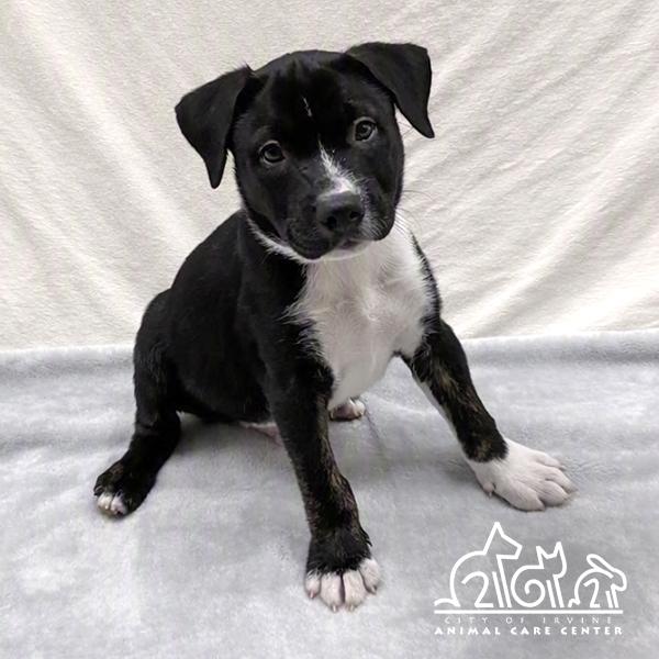 Enlarge GINKGO, a Adoptable Staffordshire Bull Terrier in Irvine, CA image 1/1