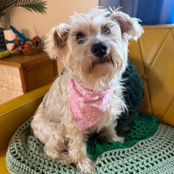 Sammi Sunshine Scruffy thumbnail 2