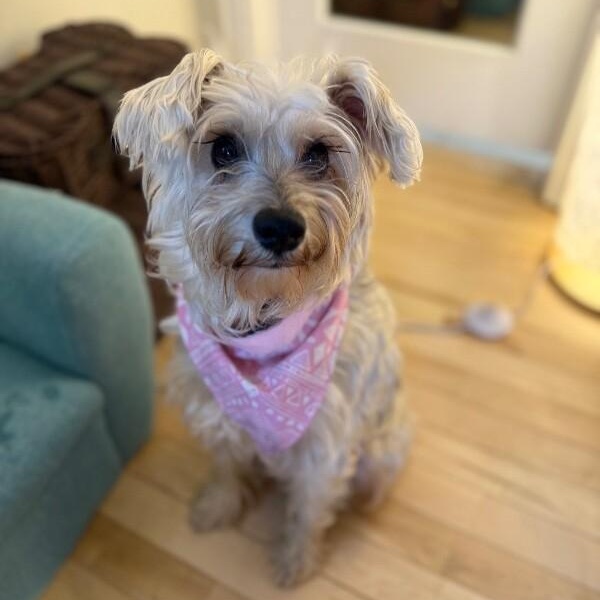 Sammi Sunshine Scruffy thumbnail 3