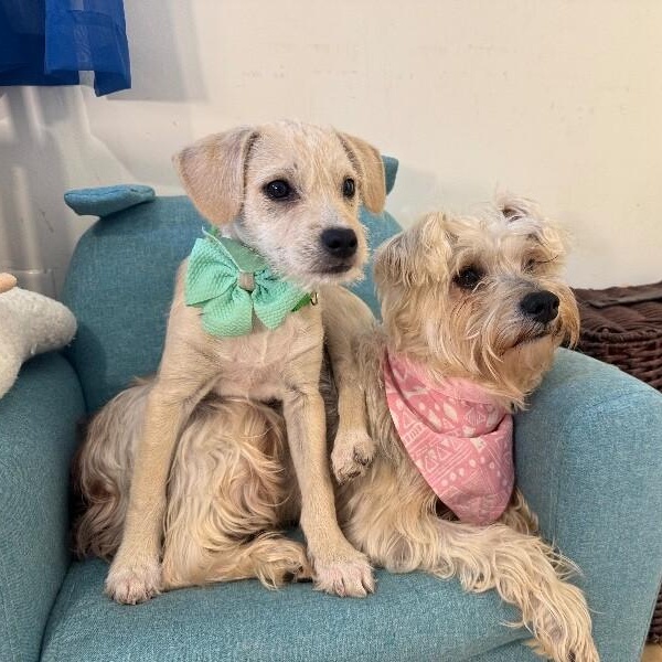 Sammi Sunshine Scruffy thumbnail 4