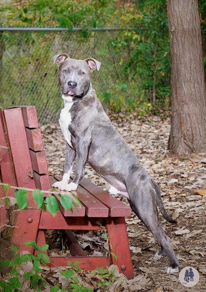 Oliver, Adoptable, Adult Male Pit Bull Terrier & Mixed Breed.