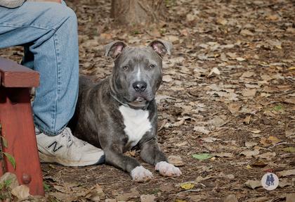 Oliver, Adoptable, Adult Male Pit Bull Terrier & Mixed Breed.