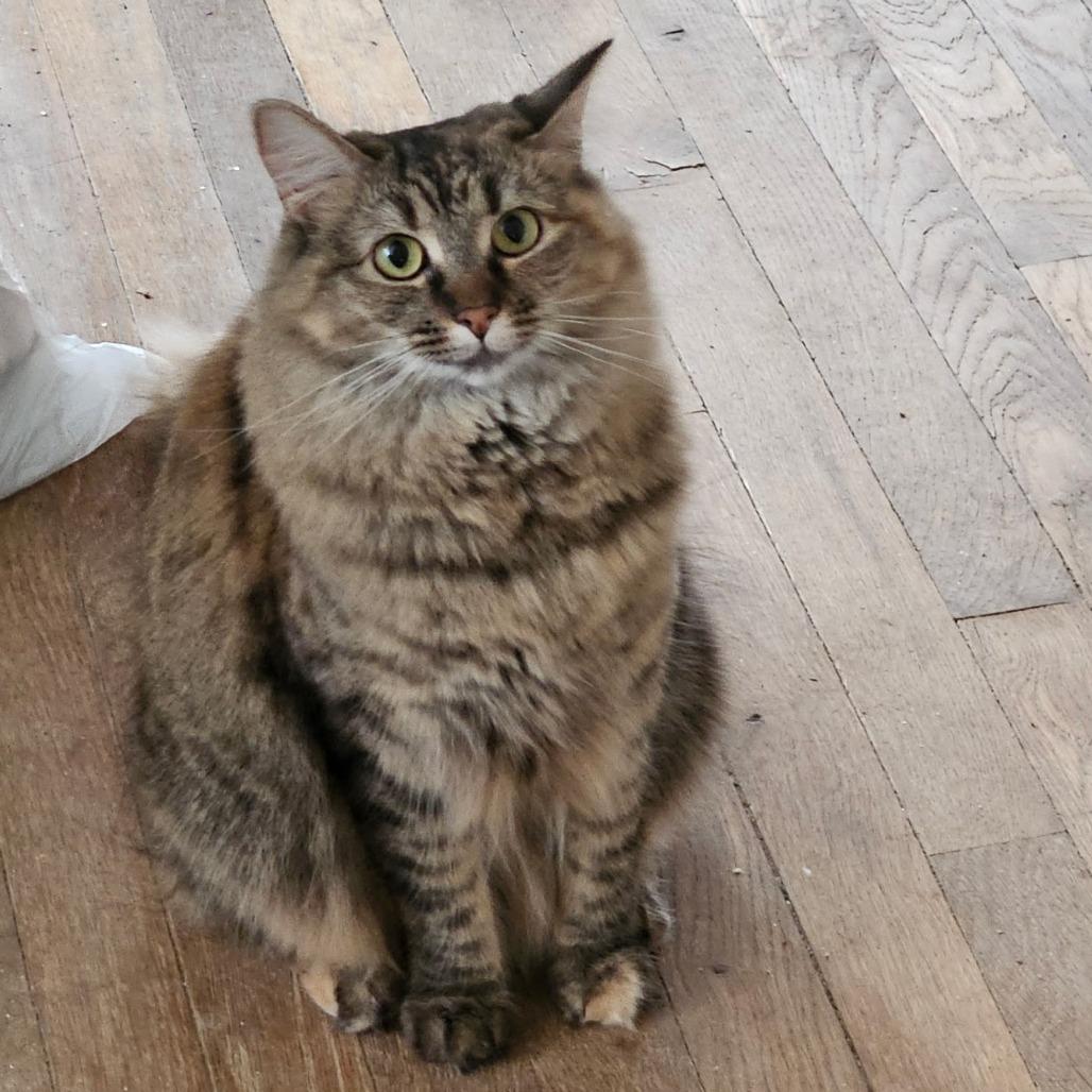 Enlarge Fiona, a Adoptable Domestic Short Hair in Richmond, VA image 1/3