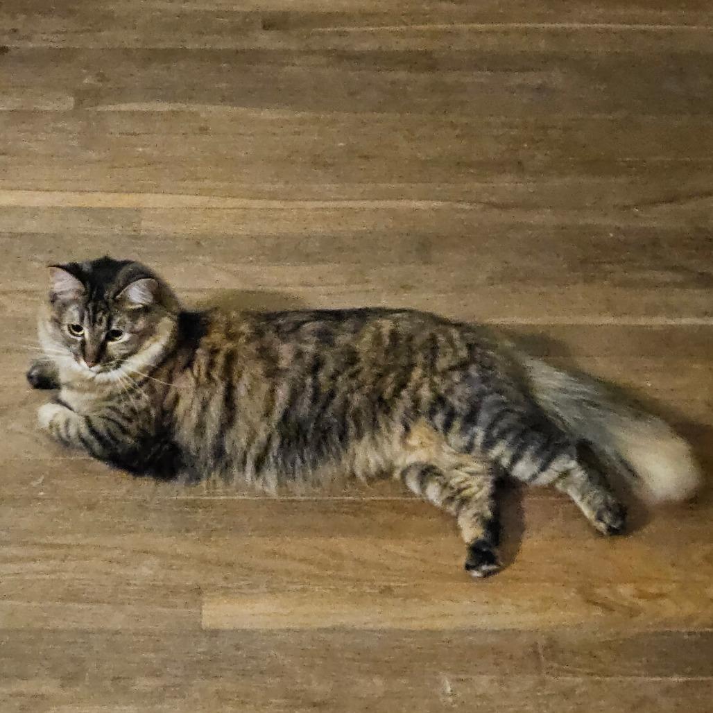 Enlarge Fiona, a Adoptable Domestic Short Hair in Richmond, VA image 2/3