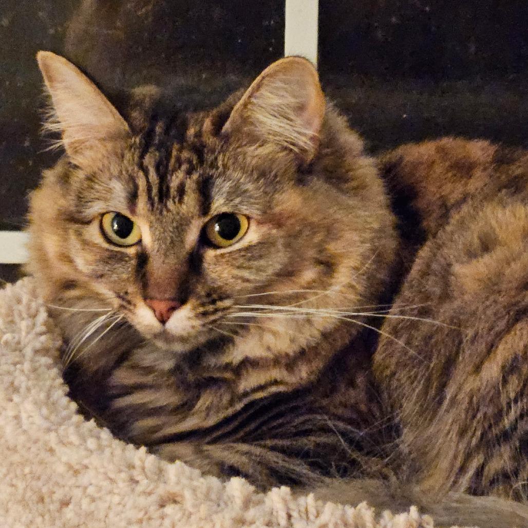 Enlarge Fiona, a Adoptable Domestic Short Hair in Richmond, VA image 1/1