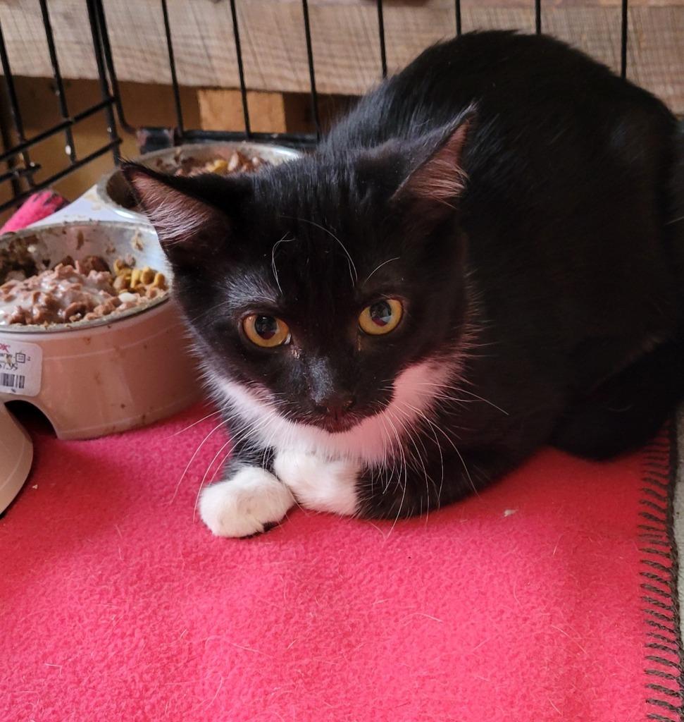 Enlarge 2025-168 Princess Arial, a Adoptable mixed breed in Windsor, CT image 1/1