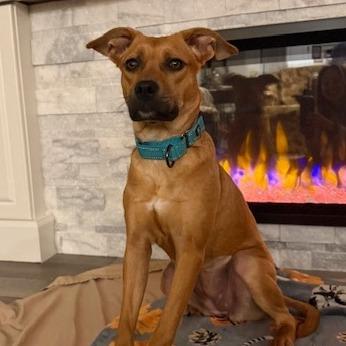 Mariah Hairy, Adoptable, Young Female Mixed Breed.