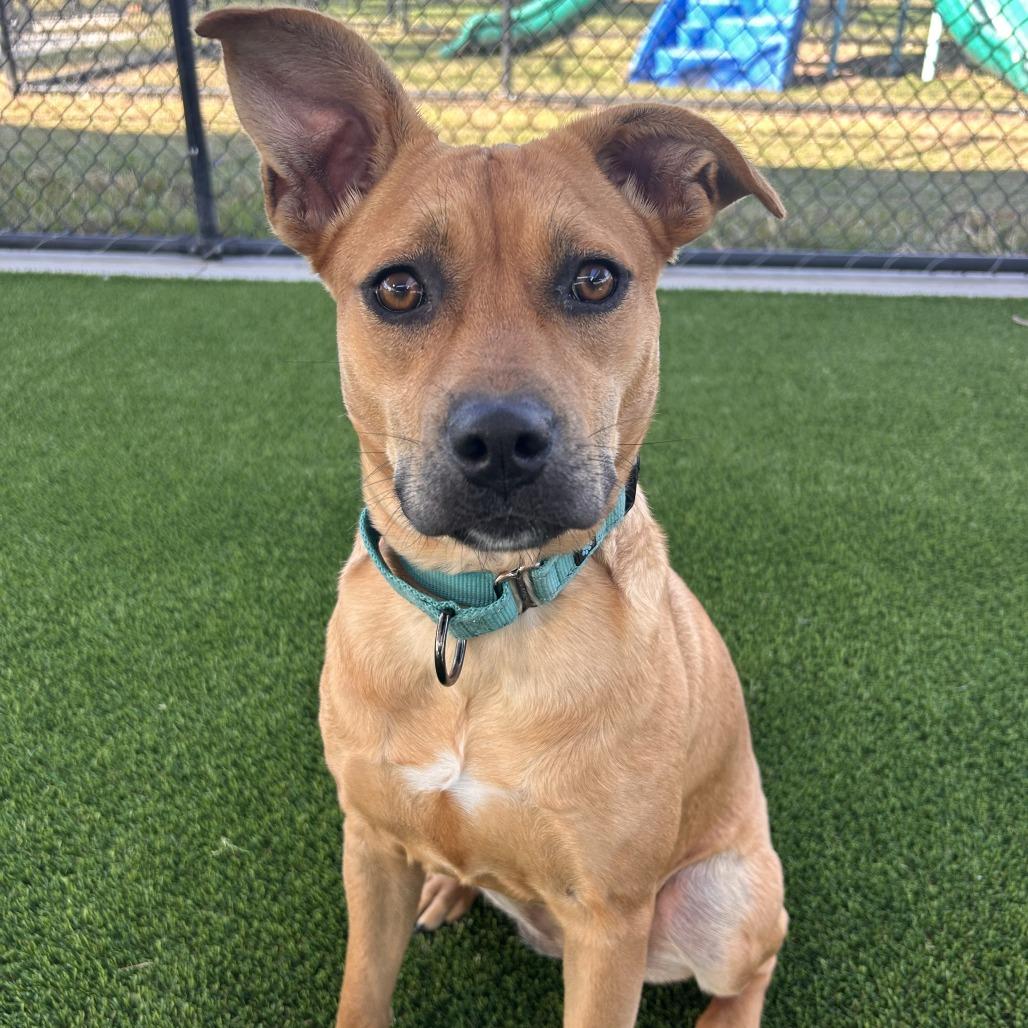 Mariah Hairy, Adoptable, Young Female Mixed Breed.