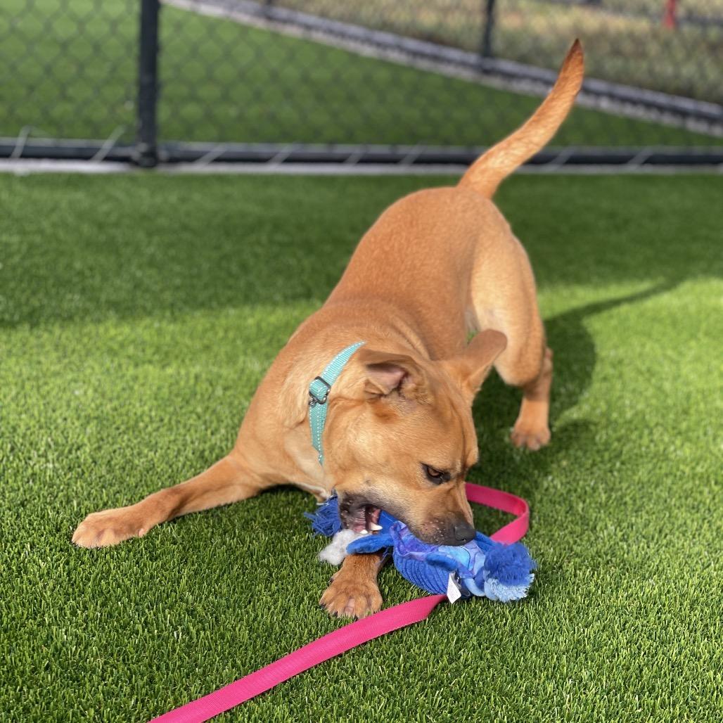 Enlarge Mariah Hairy, a Adoptable Mixed Breed in Bradenton, FL image 2/5