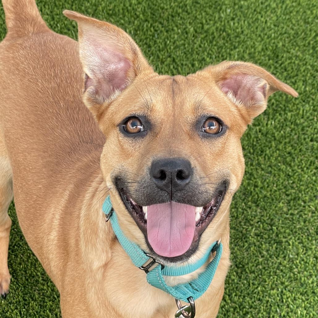 Enlarge Mariah Hairy, a Adoptable Mixed Breed in Bradenton, FL image 3/5