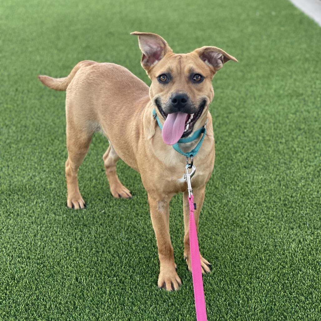 Enlarge Mariah Hairy, a Adoptable Mixed Breed in Bradenton, FL image 4/5