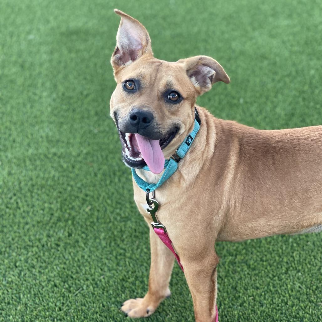 Enlarge Mariah Hairy, a Adoptable Mixed Breed in Bradenton, FL image 5/5