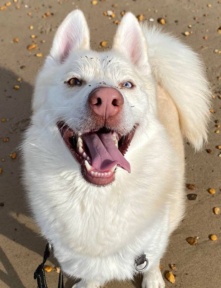 Maverick, a Adoptable mixed breed in Matawan, NJ image 1/5