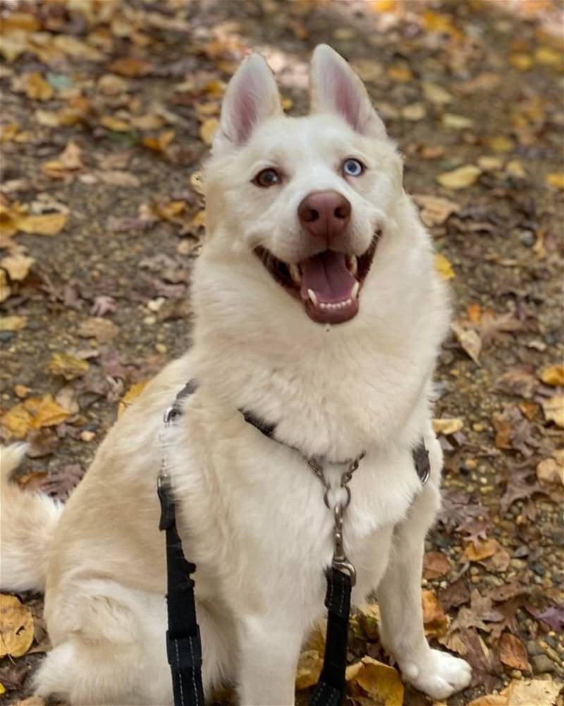 Maverick, a Adoptable mixed breed in Matawan, NJ image 2/5