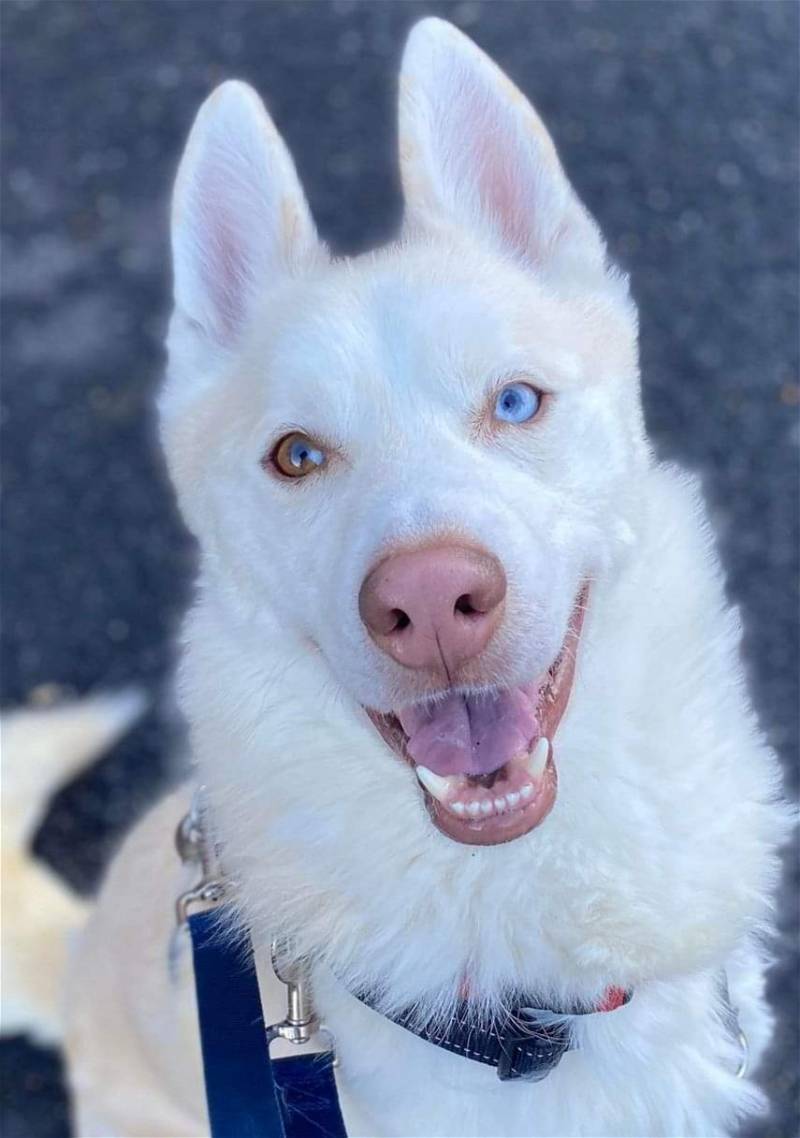 Maverick, a Adoptable mixed breed in Matawan, NJ image 3/5