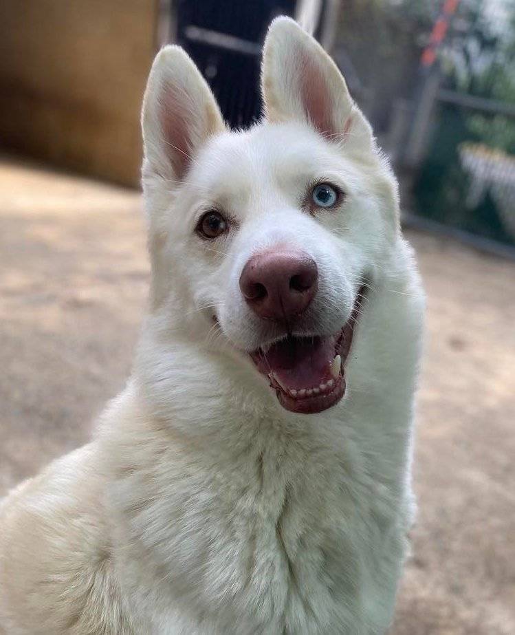 Maverick, a Adoptable mixed breed in Matawan, NJ image 4/5