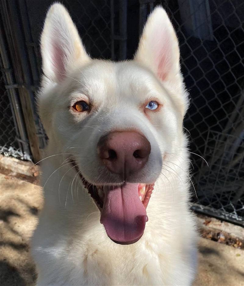 Maverick, a Adoptable mixed breed in Matawan, NJ image 5/5
