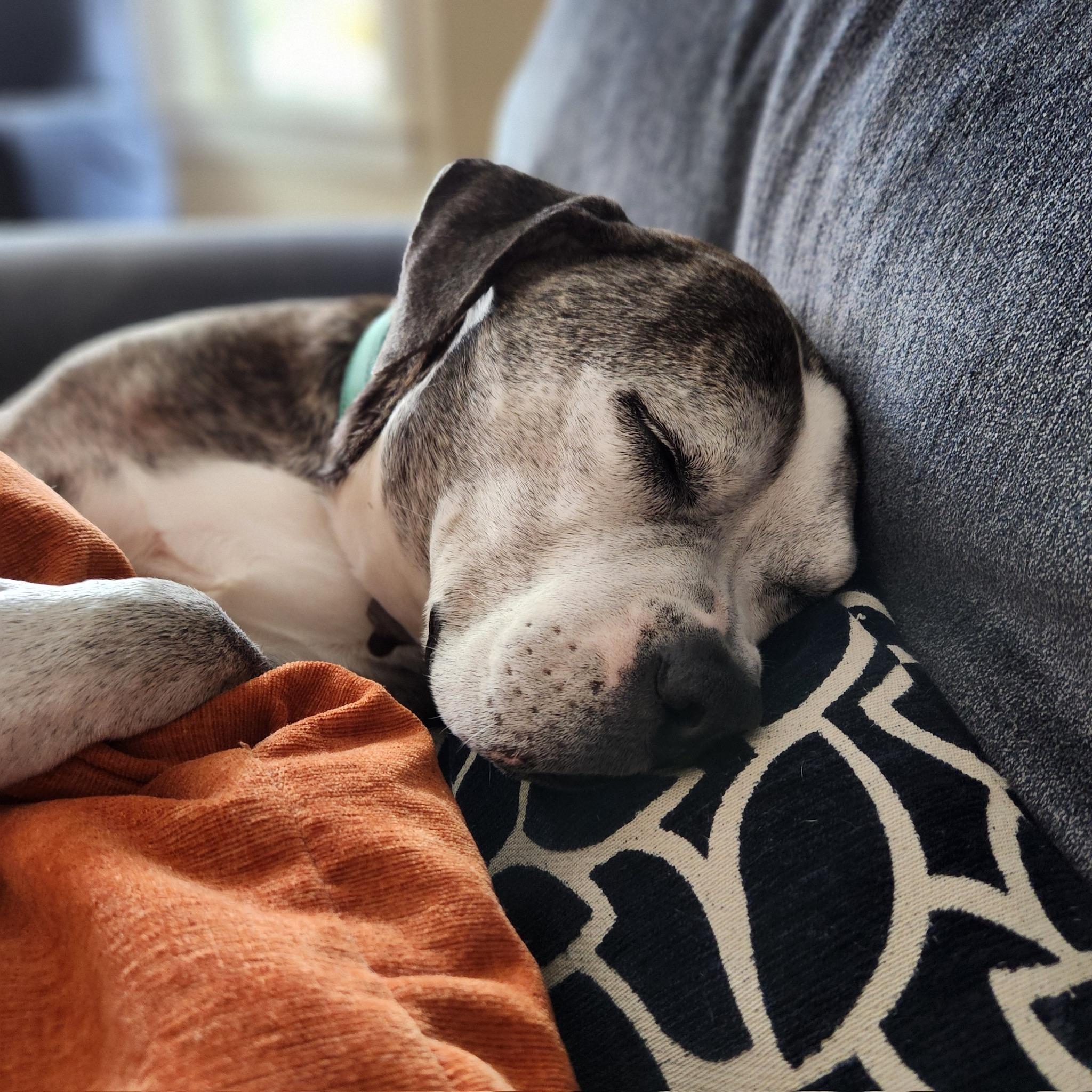 Tiger Lily, Adoptable, Senior Female Pit Bull Terrier & American Staffordshire Terrier.