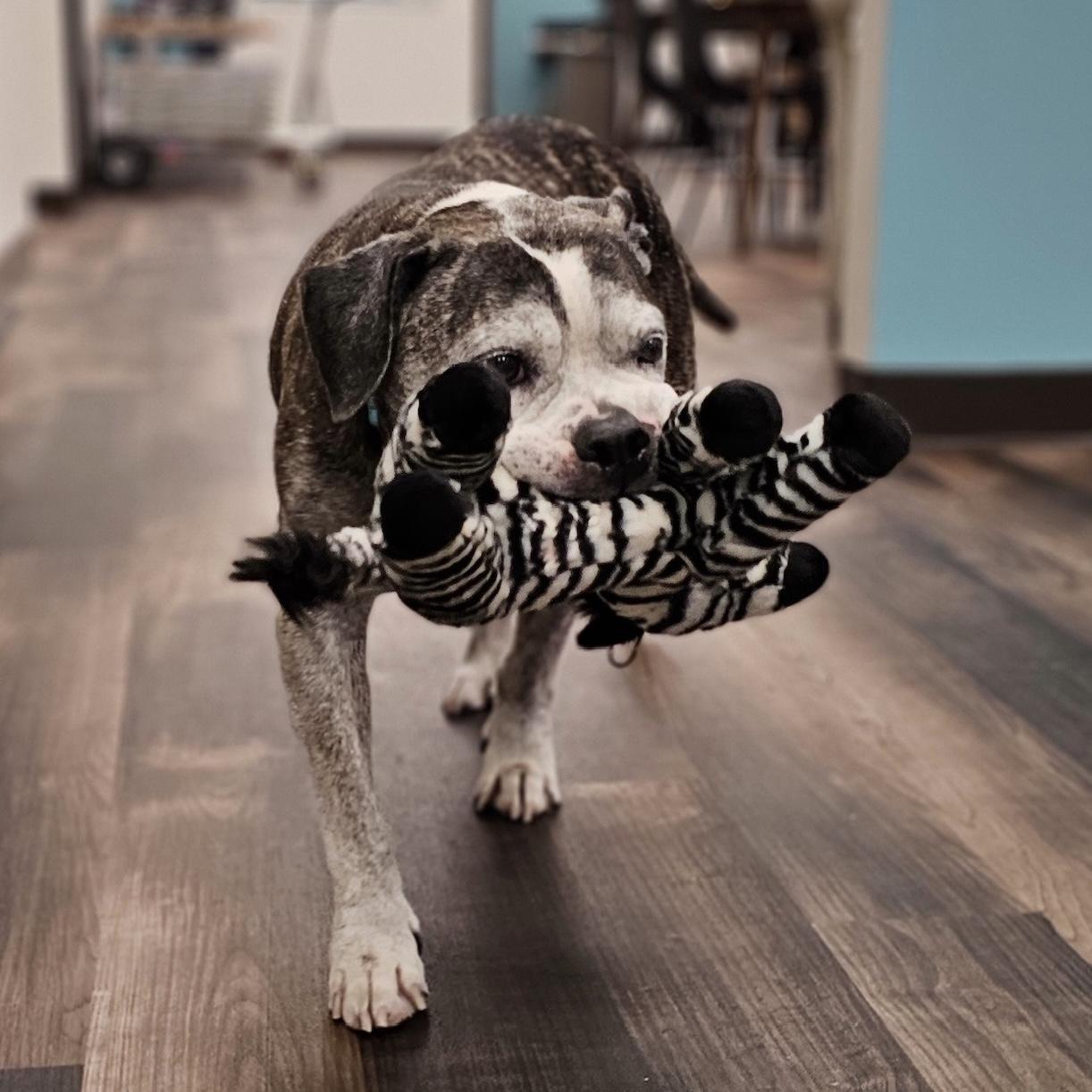 Enlarge Tiger Lily, a Adoptable mixed breed in Long Beach, CA image 2/6