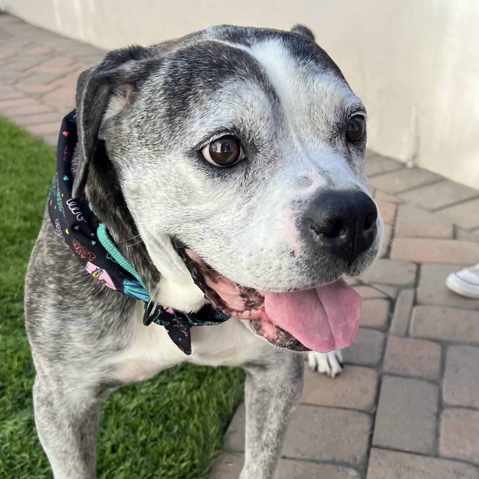 Enlarge Tiger Lily, a Adoptable mixed breed in Long Beach, CA image 3/6