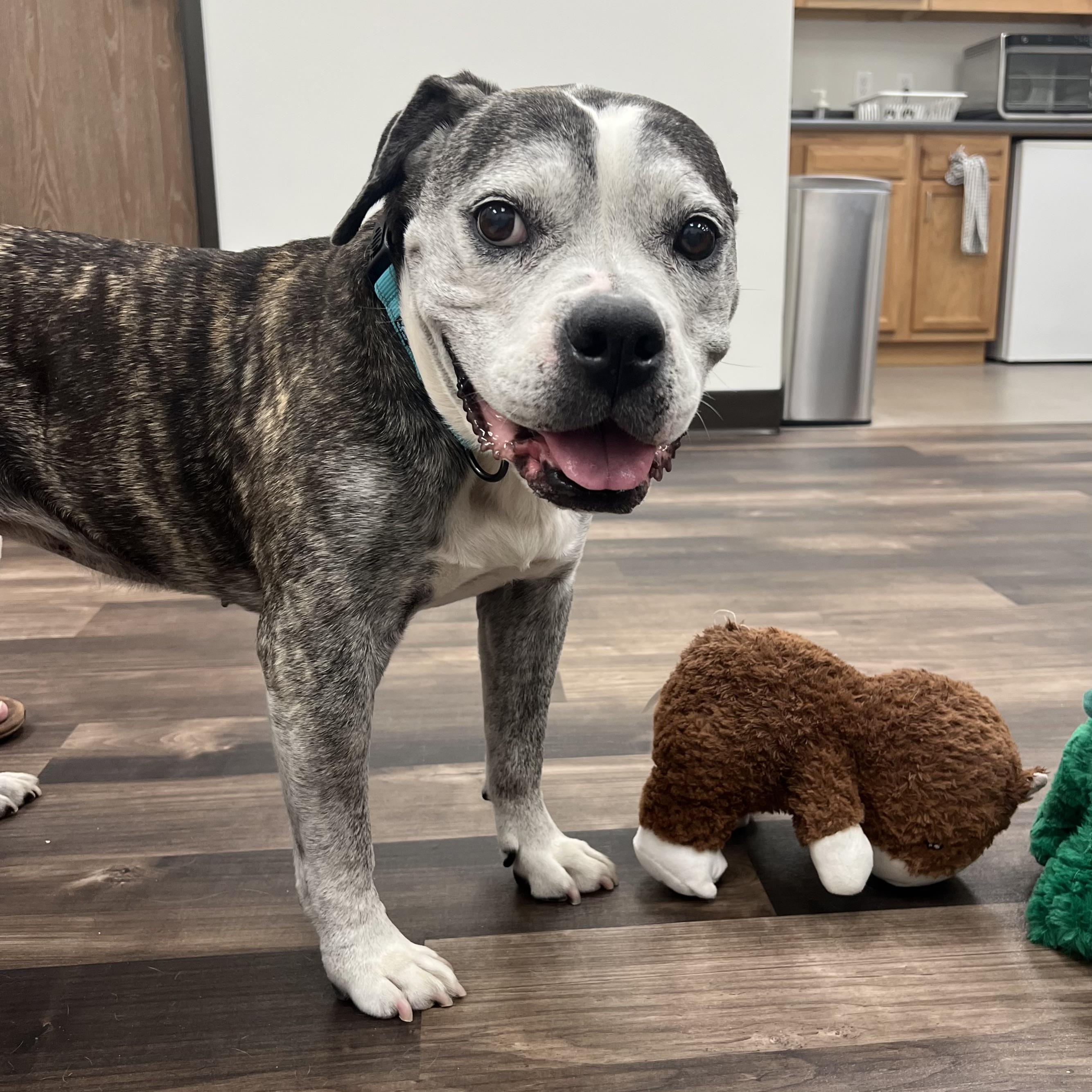Enlarge Tiger Lily, a Adoptable mixed breed in Long Beach, CA image 2/6
