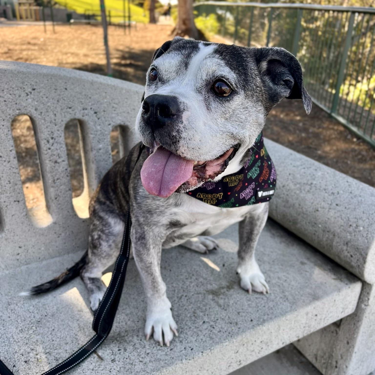 Enlarge Tiger Lily, a Adoptable mixed breed in Long Beach, CA image 4/6