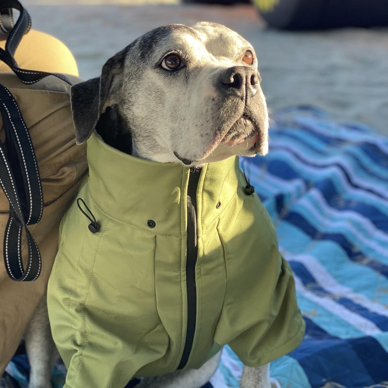 Enlarge Tiger Lily, a Adoptable mixed breed in Long Beach, CA image 5/6