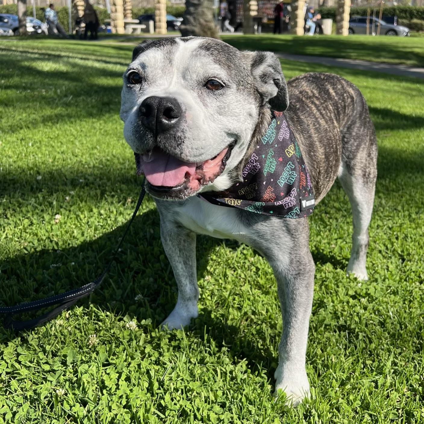 Enlarge Tiger Lily, a Adoptable mixed breed in Long Beach, CA image 4/6