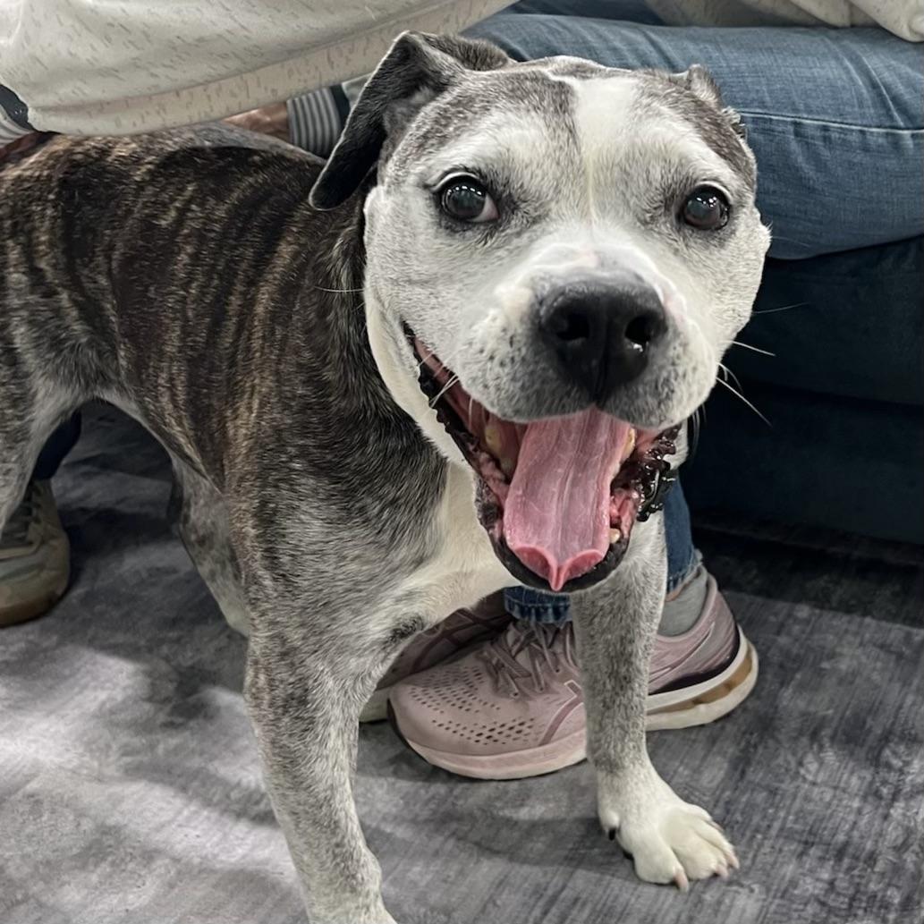 Enlarge Tiger Lily, a Adoptable mixed breed in Long Beach, CA image 6/6