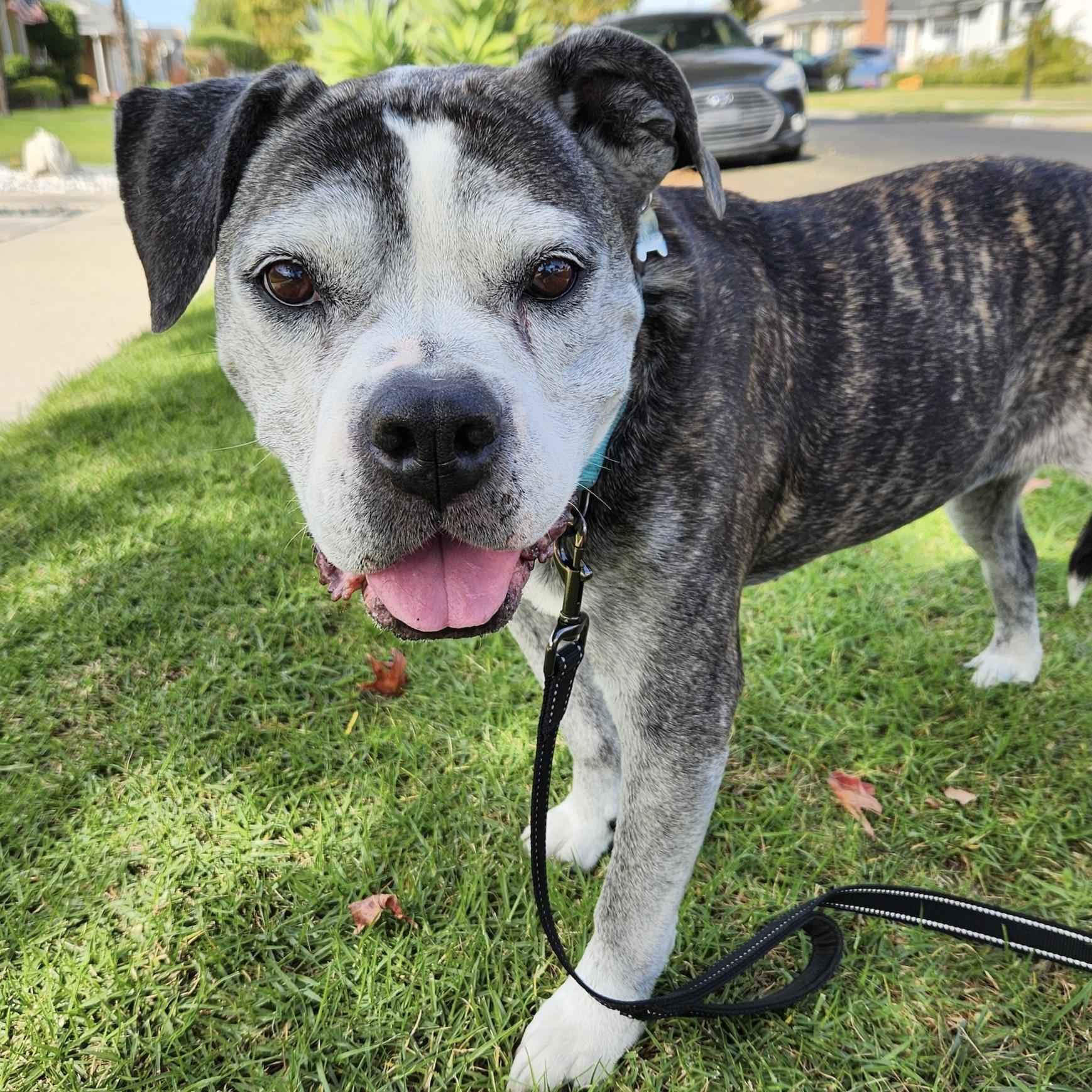 Enlarge Tiger Lily, a Adoptable mixed breed in Long Beach, CA image 6/6