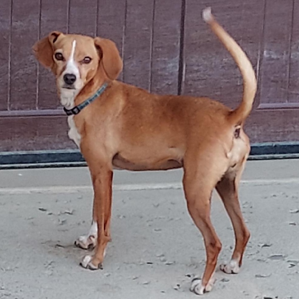 Janie, a Adoptable mixed breed in St. Clairsville, OH image 2/2