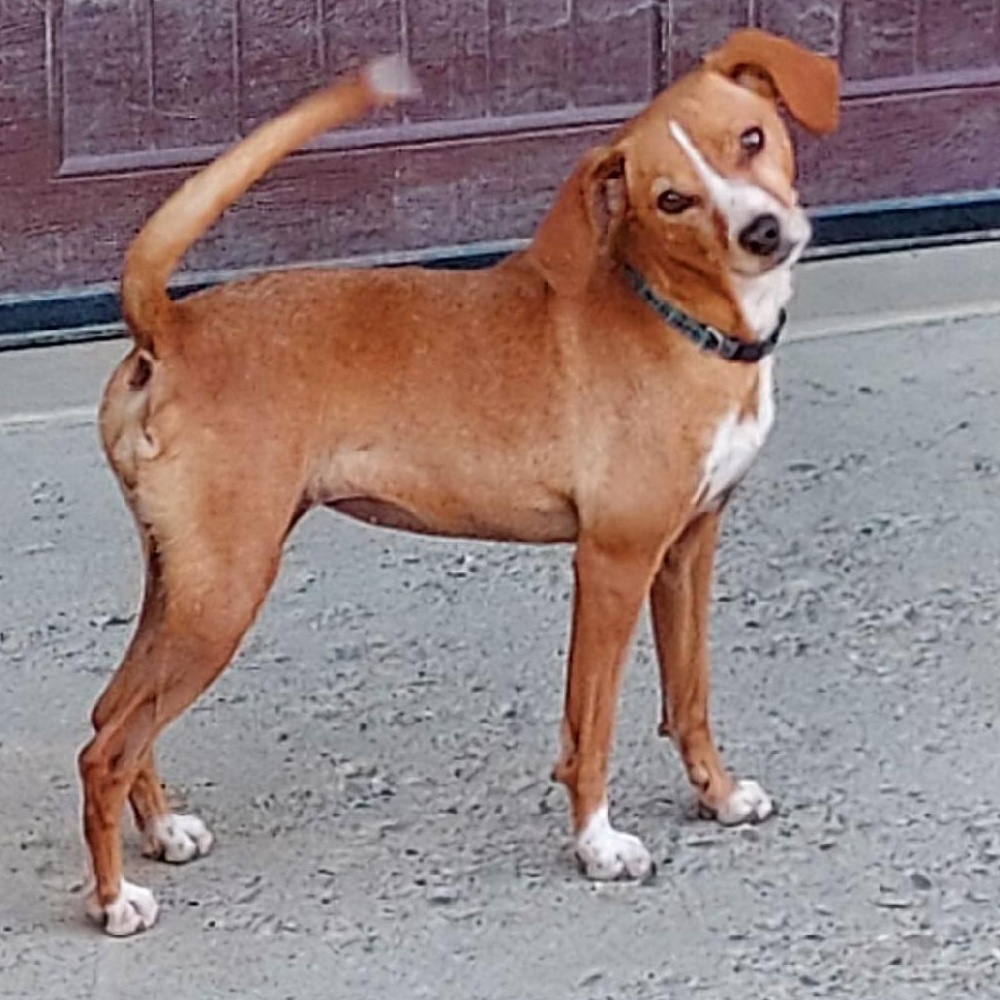 Janie, a Adoptable mixed breed in St. Clairsville, OH image 1/2