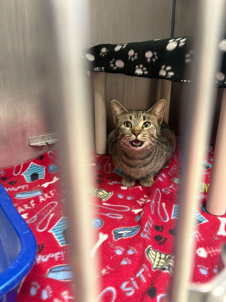 Amber Glenn, Adoptable, Adult Female Domestic Short Hair.