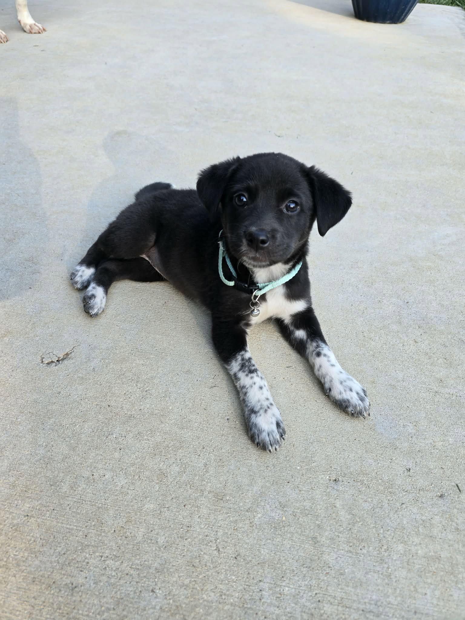 Ethel, a Adoptable mixed breed in Barnhart, MO image 1/3