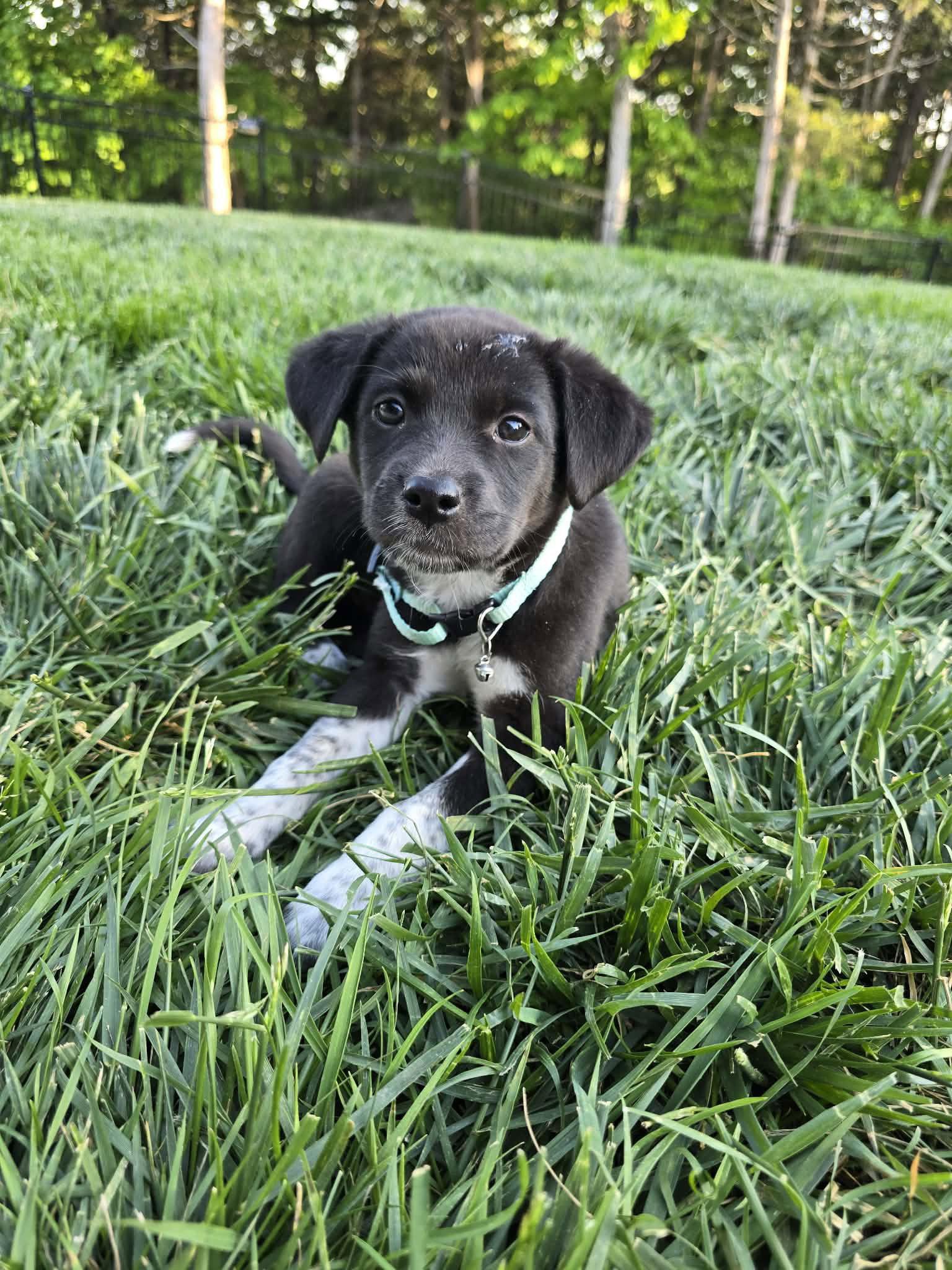 Ethel, a Adoptable mixed breed in Barnhart, MO image 2/3
