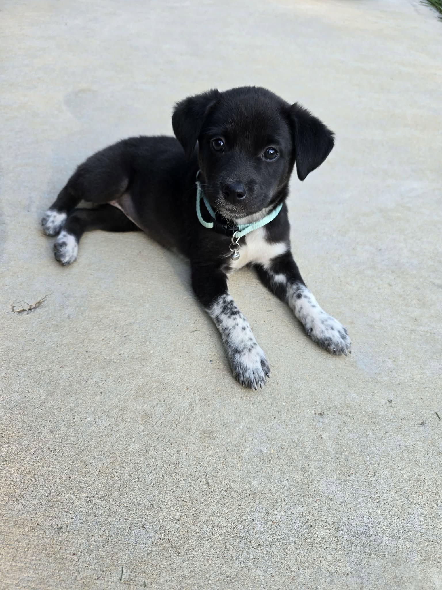 Ethel, a Adoptable mixed breed in Barnhart, MO image 3/3