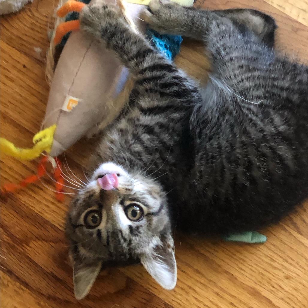 Carl, Adoptable, Kitten Male Domestic Short Hair.