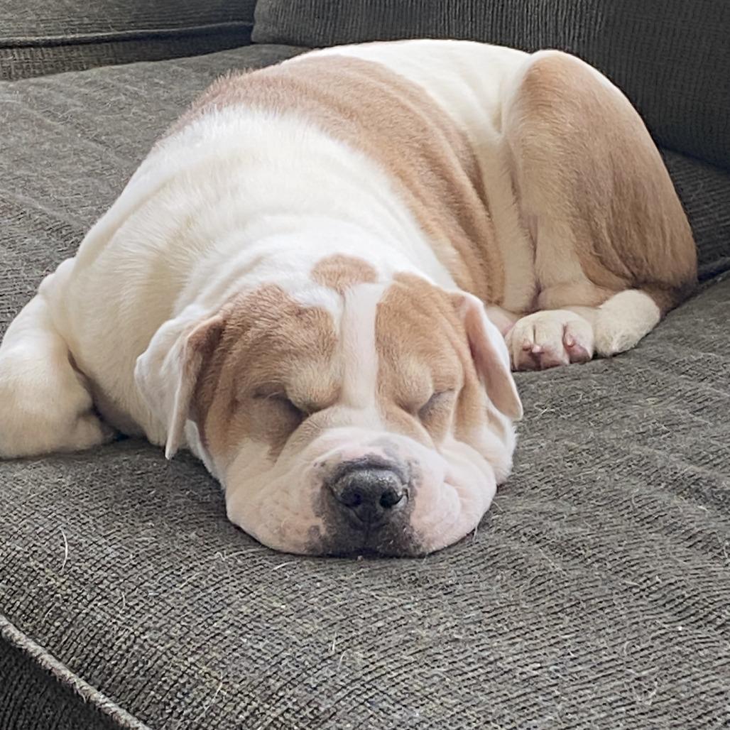 Origami, Adoptable, Puppy Female Shar-Pei & Terrier.